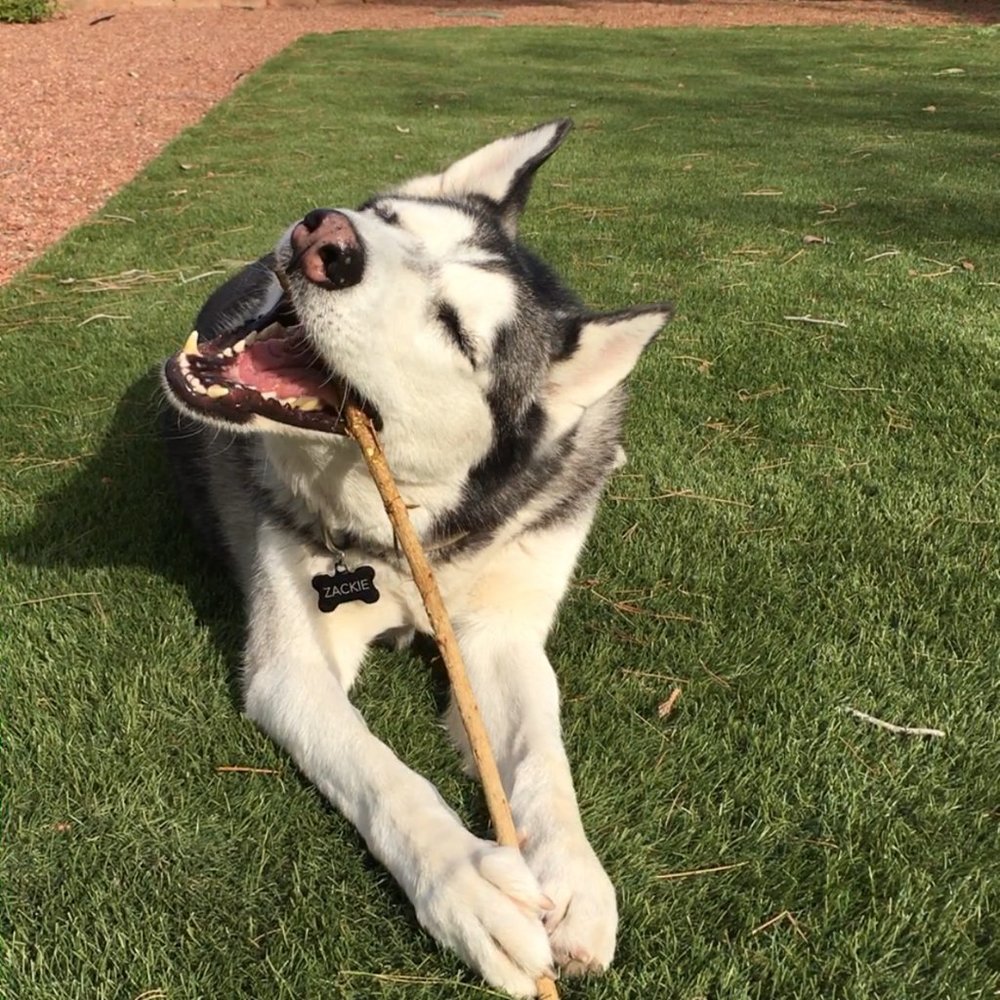 Meet your Posher, Sophia